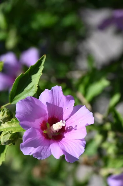 花园里美丽的粉红色花朵 — 图库照片