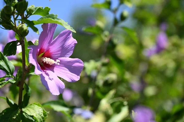 Hermosas Flores Rosadas Jardín — Foto de Stock