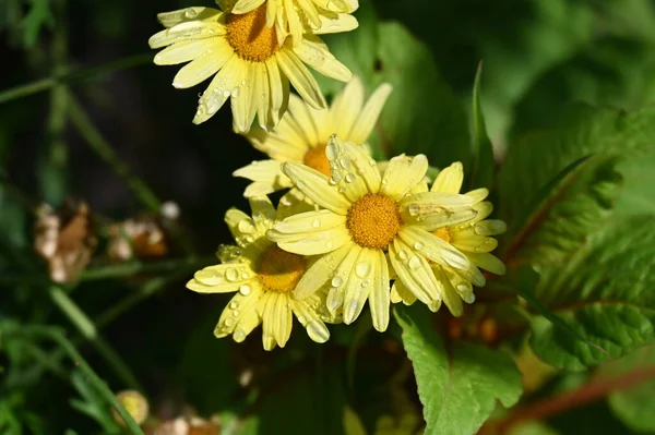 Lindas Flores Amarelas Jardim — Fotografia de Stock