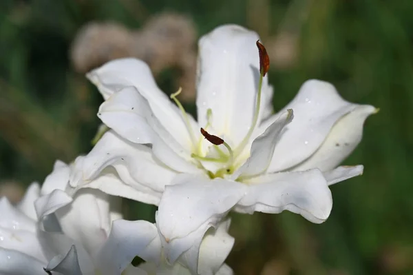 Hermosas Flores Blancas Creciendo Jardín —  Fotos de Stock