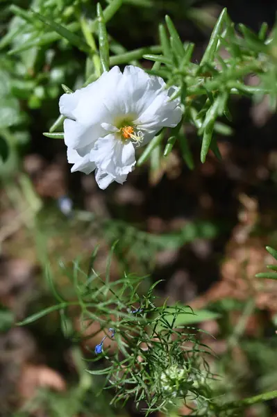 Schöne Weiße Blumen Die Garten Wachsen — Stockfoto