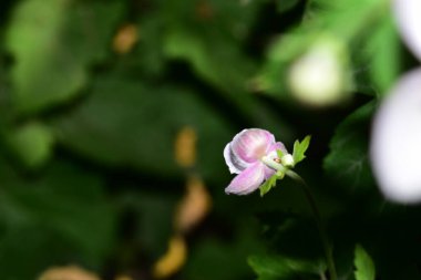 Bahçedeki güzel pembe çiçekler