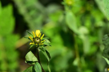 Bahçedeki güzel sarı çiçekler