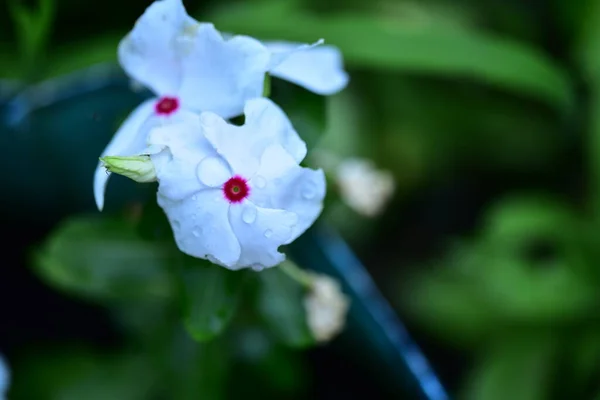 美しい白い花の庭で成長しています — ストック写真
