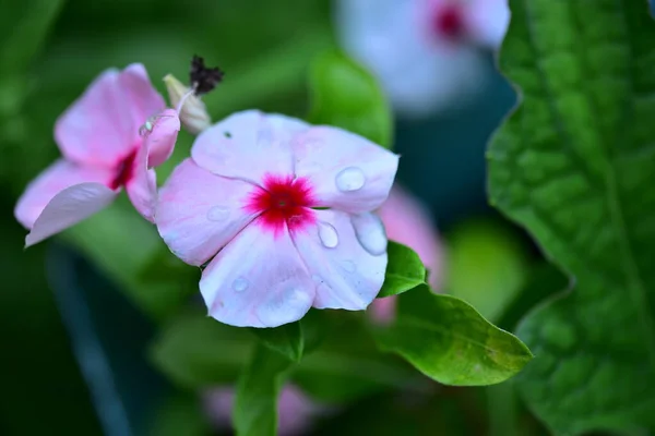 Красиві Ніжні Квіти Ростуть Саду — стокове фото