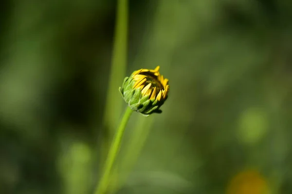 Beautiful Yellow Flowers Garden — Stock Photo, Image