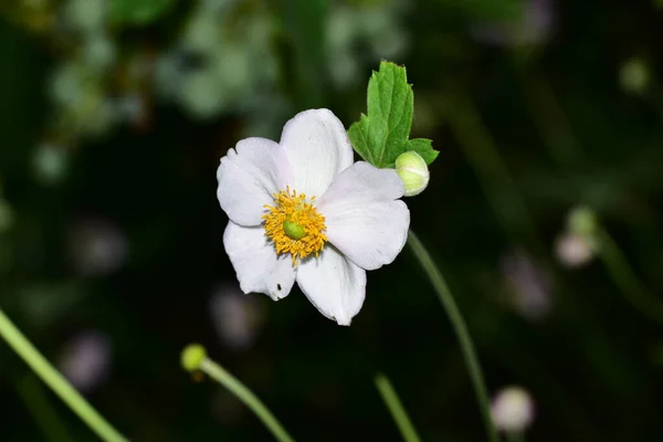 生长在花园里的美丽的白色花朵 — 图库照片
