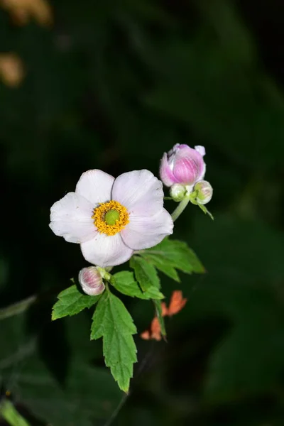 美しい白い花の庭で成長しています — ストック写真