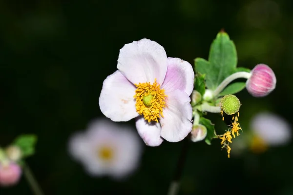 Vackra Vita Blommor Som Växer Trädgården — Stockfoto