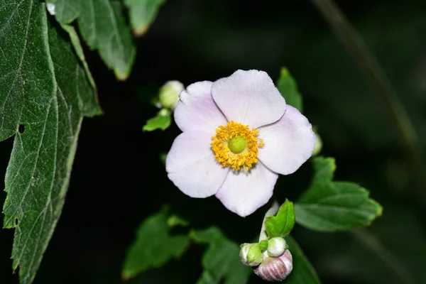 美しい白い花の庭で成長しています — ストック写真