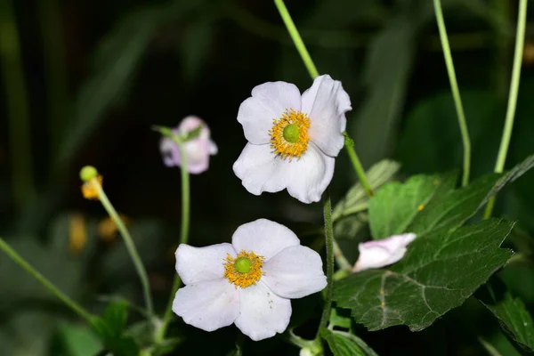 Όμορφα Άσπρα Λουλούδια Που Αυξάνεται Στον Κήπο — Φωτογραφία Αρχείου