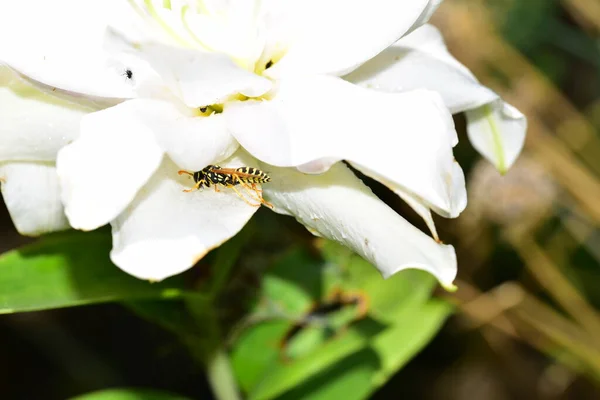 Mooie Witte Bloemen Groeien Tuin — Stockfoto