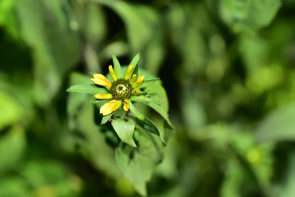 Bellissimi Fiori Gialli Giardino — Foto Stock