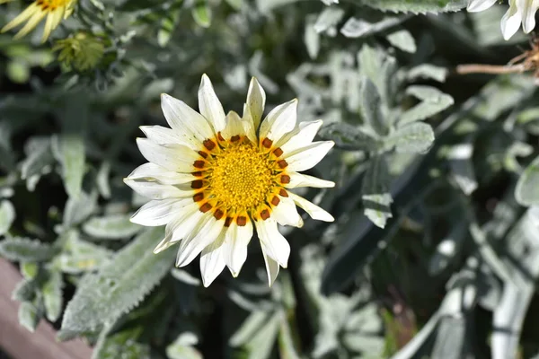 Hermosas Flores Blancas Creciendo Jardín — Foto de Stock