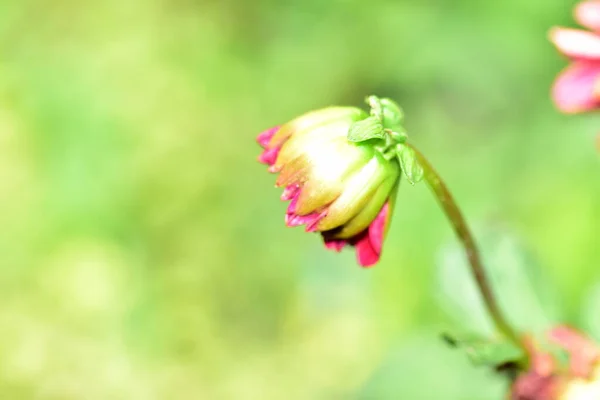 Beautiful Tender Flowers Growing Garden Stockbild