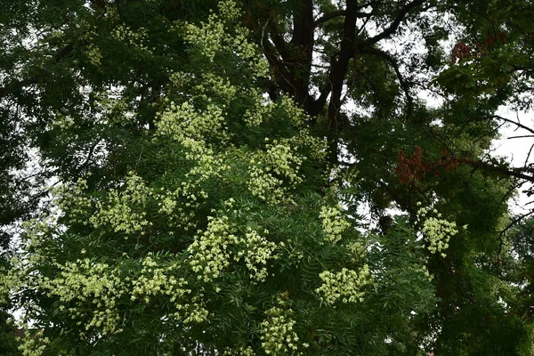 Green Trees Growing Park — Stok fotoğraf