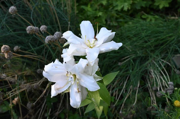 Belles Fleurs Blanches Poussant Dans Jardin — Photo