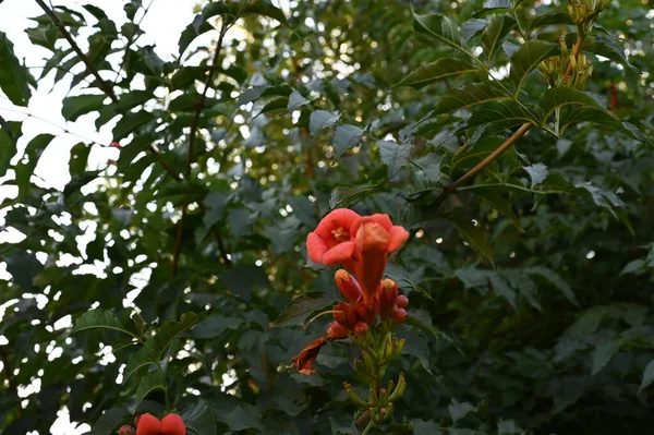 Beautiful Red Colored Flowers Garden — ストック写真