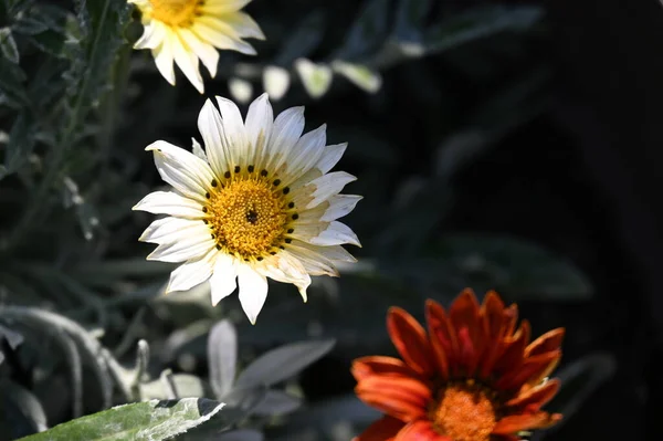 Hermosas Flores Colores Jardín — Foto de Stock