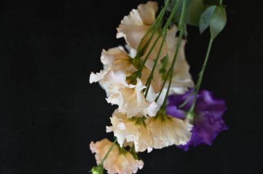 Siyah arka planda güzel bir buket çiçek.