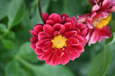 Bahçedeki güzel kırmızı renkli çiçekler