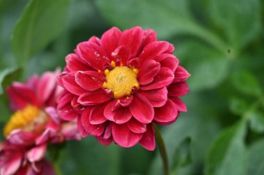 Bahçedeki güzel kırmızı çiçekler