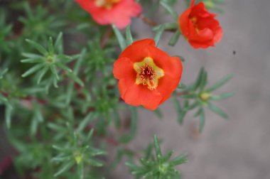 Bahçedeki güzel kırmızı renkli çiçekler