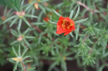 Bahçedeki güzel kırmızı renkli çiçekler