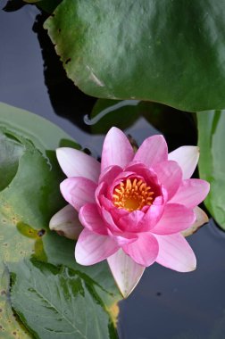 Gölette güzel pembe nilüfer çiçeği