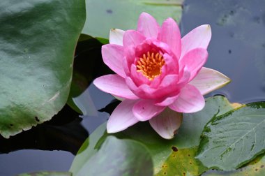 Gölette güzel pembe nilüfer çiçeği