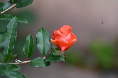 Bahçedeki güzel kırmızı renkli çiçekler