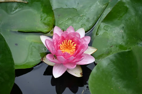 Hermosa Flor Loto Rosa Estanque — Foto de Stock