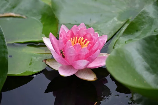 Beautiful Pink Lotus Flower Pond — Stock Photo, Image