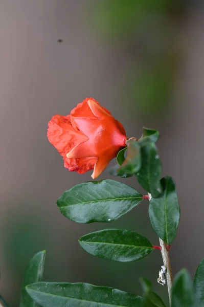 Beautiful Red Colored Flowers Garden — Foto Stock