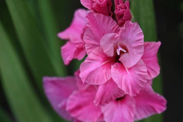 Vackra Rosa Blommor Trädgården — Stockfoto