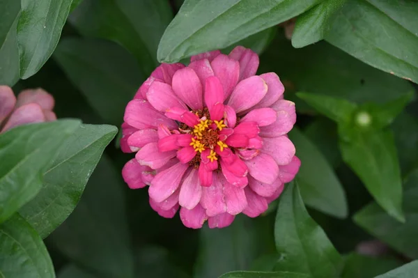 Hermosas Flores Rosadas Jardín — Foto de Stock