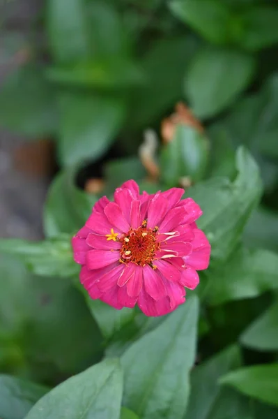 Bunga Merah Muda Yang Indah Taman — Stok Foto