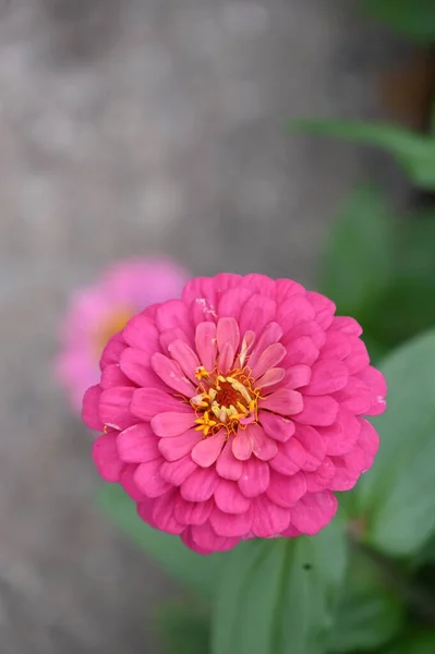 Mooie Roze Bloemen Tuin — Stockfoto
