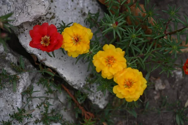 Gyönyörű Színes Virágok Kertben — Stock Fotó