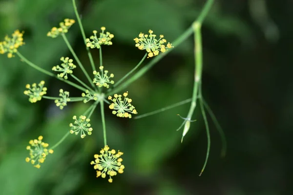 Hermoso Plano Botánico Fondo Pantalla Natural — Foto de Stock