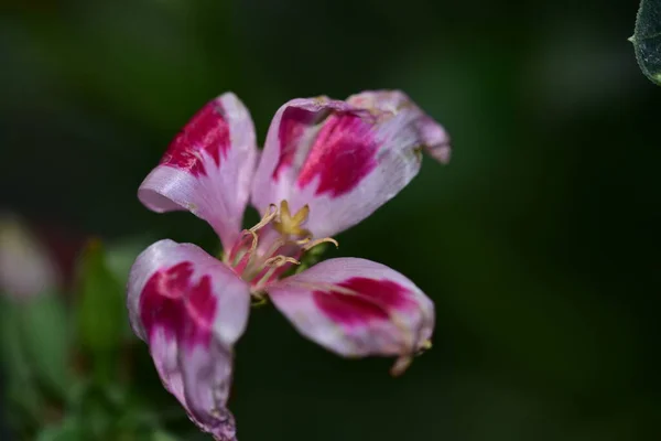 Belas Flores Cor Rosa Jardim — Fotografia de Stock