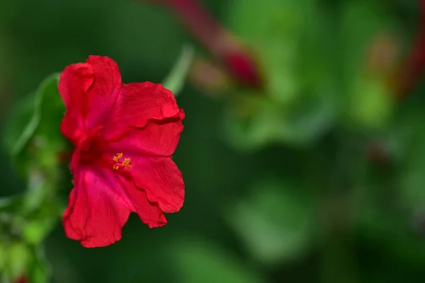 Beautiful Red Colored Flowers Garden — Foto Stock