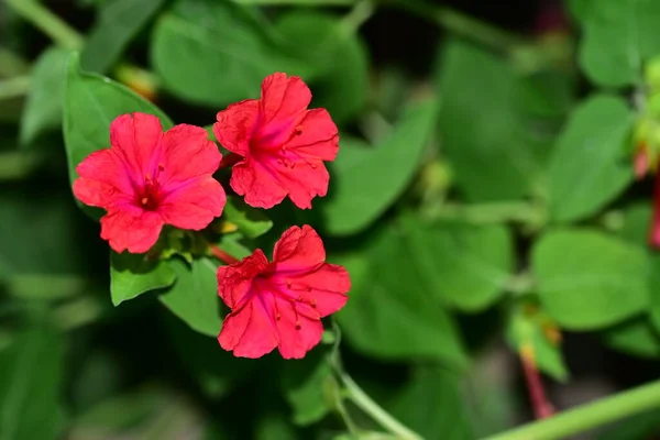 Beautiful Red Colored Flowers Garden — Zdjęcie stockowe