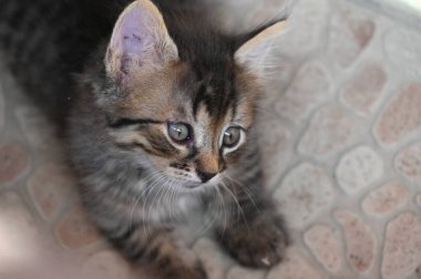 beautiful little fluffy cat, close up portrait