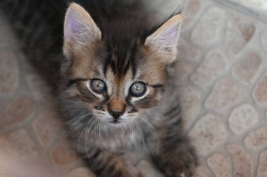 beautiful little fluffy cat, close up portrait