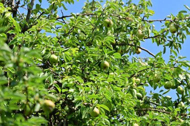 green pears with leaves on the tree in the garden