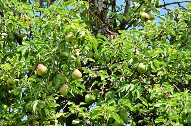 green pears with leaves on the tree in the garden