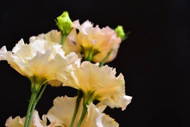 Siyah arka planda güzel çiçekler