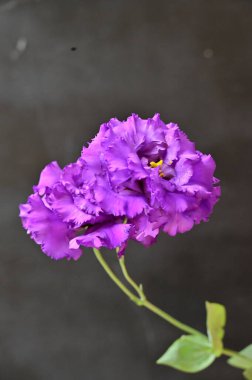 Güzel mor çiçekler, yakın görüş, yaz konsepti.