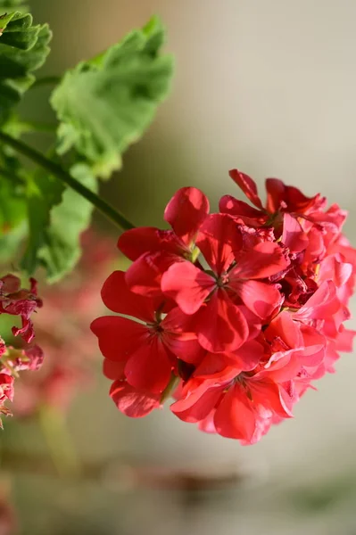 Belles Fleurs Rouges Dans Jardin — Photo